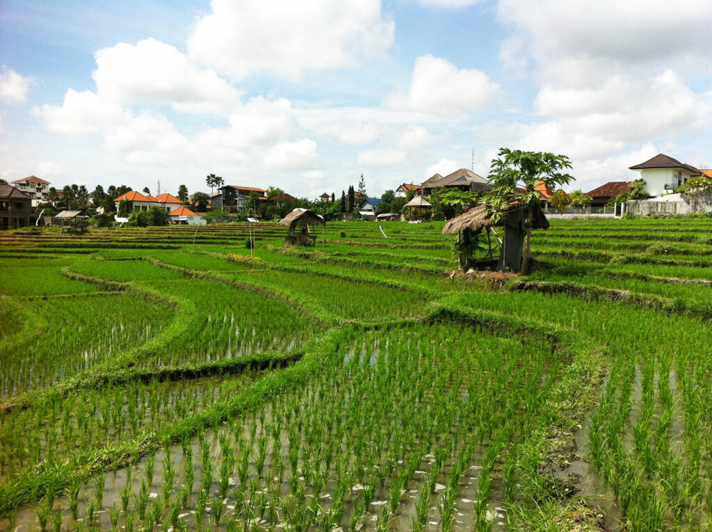 Trauminsel Bali, Reisfelder wohin man fährt