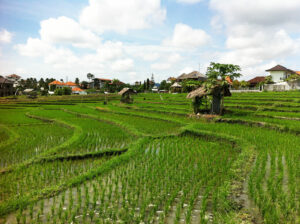 Trauminsel Bali, Reisfelder wohin man fährt