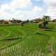 Trauminsel Bali, Reisfelder wohin man fährt
