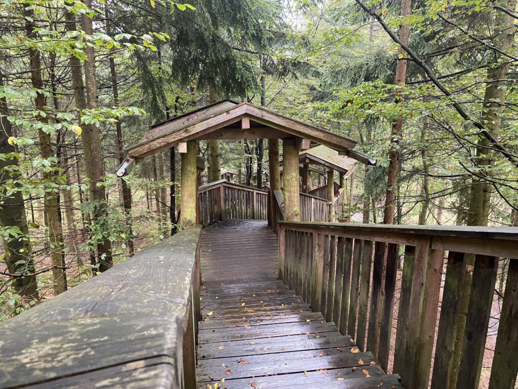 Tagesausflug Baumkronenweg Österreich